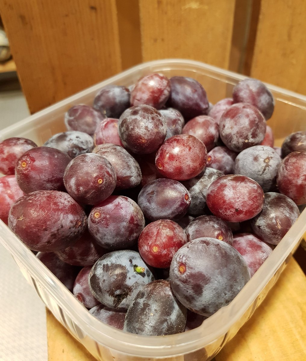 turinepi's tweet photo. #ramassin plums can only be savored up here in #Piedmont making of them a great excuse to visit 😉 https://t.co/89EH1ylUcg #fruit #luxuryfood #foodtours #vegan #veg #foodies #turinepi #vidaroyal #summer #Travel https://t.co/cIirbgcgdn