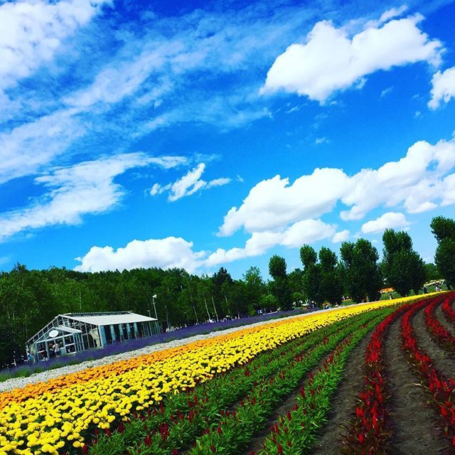 JapanTravelNet's tweet photo. @jpntravelnet 
#hokkaidotrip #furano #farmtomita #lavenderfields #flowergarden 
#traveler #travels #travelblog #travelblogger #japanlife #TravelJapan #JapanTrip #ExploreJapan #JapanAdventure #JapanHoliday #JapanTravel #Jpntravel #travelgramは #traveling #travelingram #japanph… https://t.co/cjA6rMoJd3