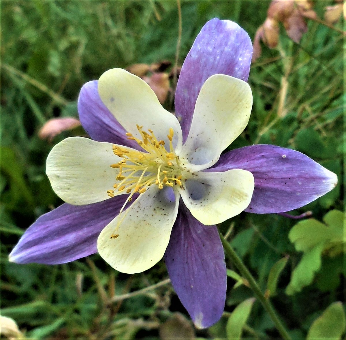 <a href="/istokkairus/">Исток</a> <a href="/gazi/">Stéphane Simonet</a> <a href="/farmerferit/">Mehmet</a> <a href="/LackeyMary/">Mary Lackey</a> <a href="/mtntezcan/">Metin Tezcan</a> <a href="/huskorkut/">huskorkut</a> <a href="/1819aribaba/">aribaba</a> <a href="/jbrent5035/">Brent T. Johnson</a> <a href="/BerneLarry/">berne🌹larry🍒</a> <a href="/cmont4560/">cmontagne</a> <a href="/VenetiaJane/">VenetiaJane's Garden</a> <a href="/MarionSpekker/">Marion Spekker</a> Aquilegia