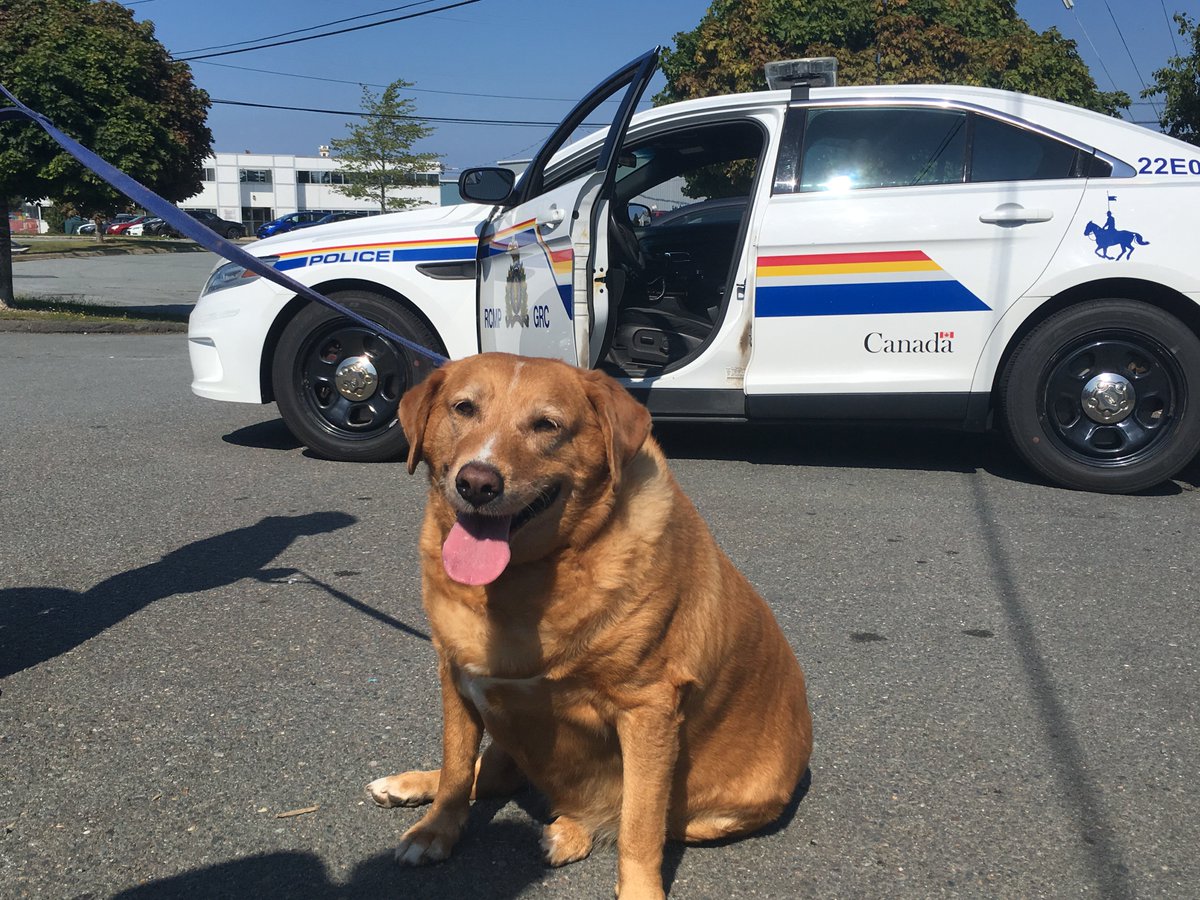 If you’re interested in meeting or adopting Officer Bella, please contact the SPCA Dartmouth Animal Shelter at 902-468-7877, email dartmouth@spcans.ca, or stop by the shelter at 5 Scarfe Crt. #RCMPNS <a href="/NSSPCA/">Nova Scotia SPCA</a> 2/2