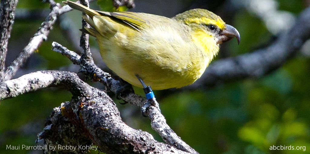 American Bird Cons. (@ABCbirds1) on Twitter photo 2018-09-10 20:46:39 Kiwikiu is among the rarest and most #endangered of Hawaiian birds. Recent #ornithology studies estimate that just 300 individuals or fewer remain! ABC and partners are working to save this species. Learn more and contribute to the campaign today: buff.ly/2NC7YAs Kiwikiu is among the rarest and most #endangered of Hawaiian birds. Recent #ornithology studies estimate that just 300 individuals or fewer remain! ABC and partners are working to save this species. Learn more and contribute to the campaign today: buff.ly/2NC7YAs