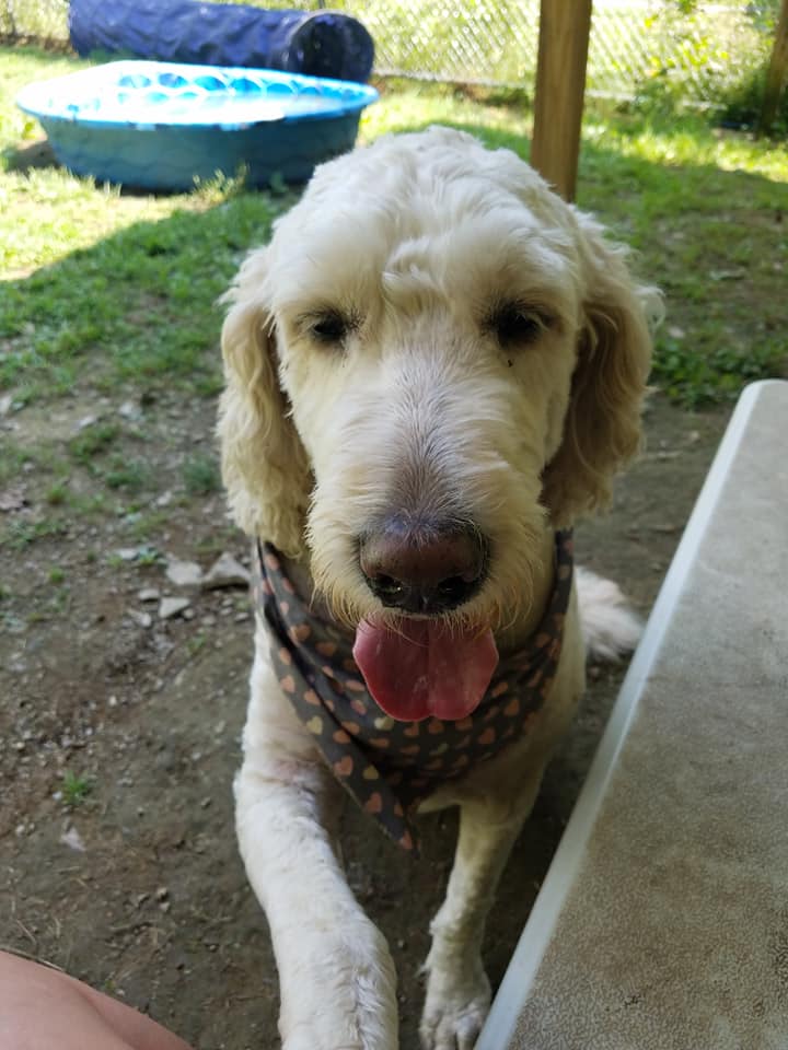 HuntingdonCtyHS's tweet photo. Our pet of the week is the lovely Miss Coco, a very well mannered golden doodle. #PetoftheWeek #AdoptDontShop  #DogsofTwittter #Coco https://t.co/BKVp795gp1