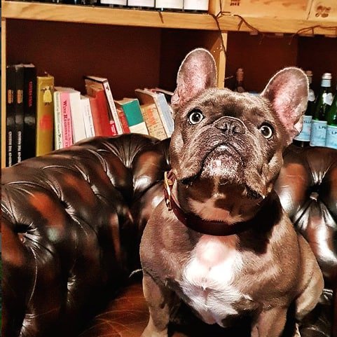 oddbins's tweet photo. Whether you have 2 legs or 4, you're always welcome in our stores. You see, we're all for a bit of unpredictability. There's always something tasty on offer for man and dog-kind alike (Nina the husky approved of the gravy bones at @OddbinsHyndland recently) #odddogs #wetherspoons https://t.co/NQ5OMOsGLr