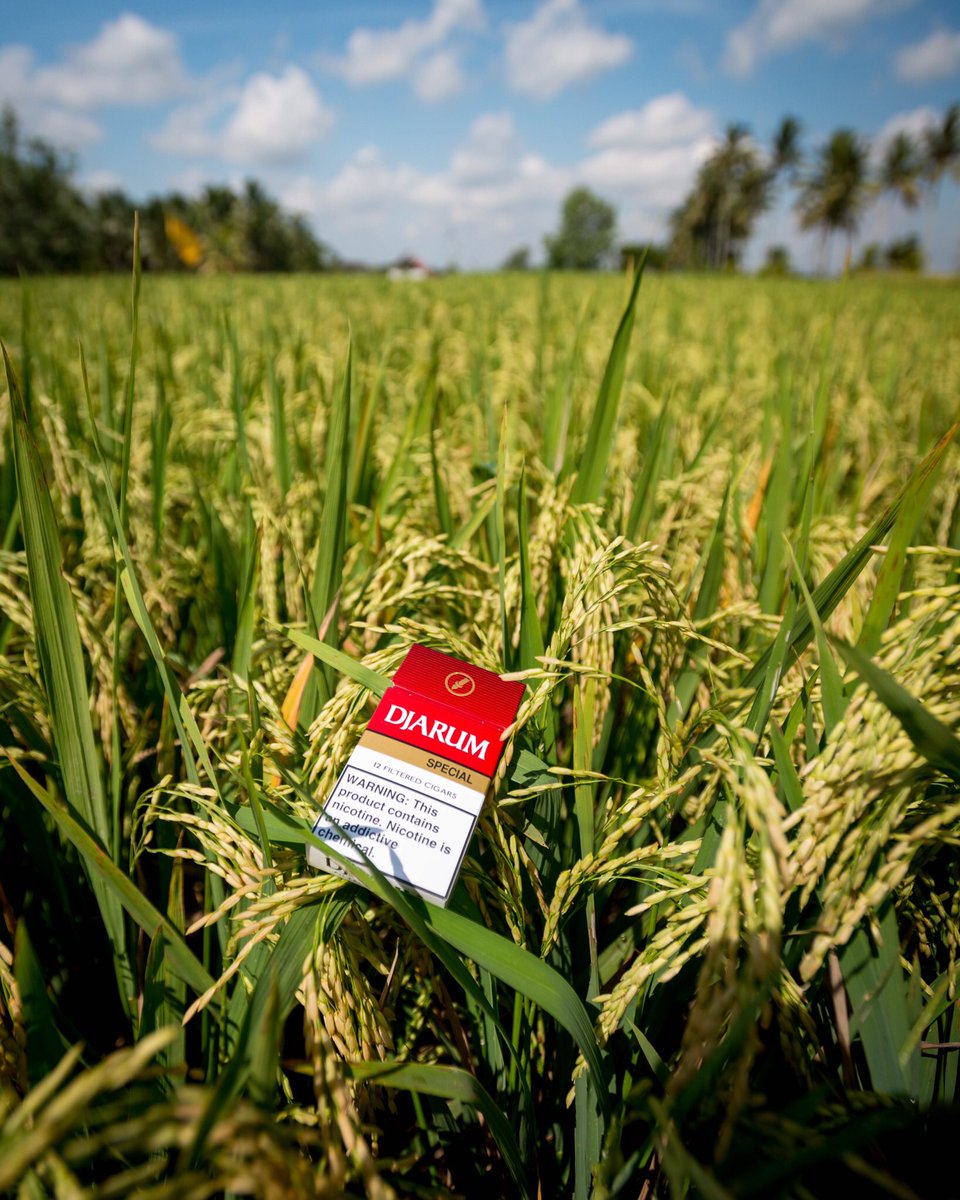 Djarum_USA's tweet photo. A little slice of heaven in every pack.  #kretek #djarum #cigars #djarumspecial #kretekcigars #filteredcigars #bali #indonesia #padifield #ricefield #instatravel #travelgram #travel #tropical https://t.co/fvRDMrHZO6