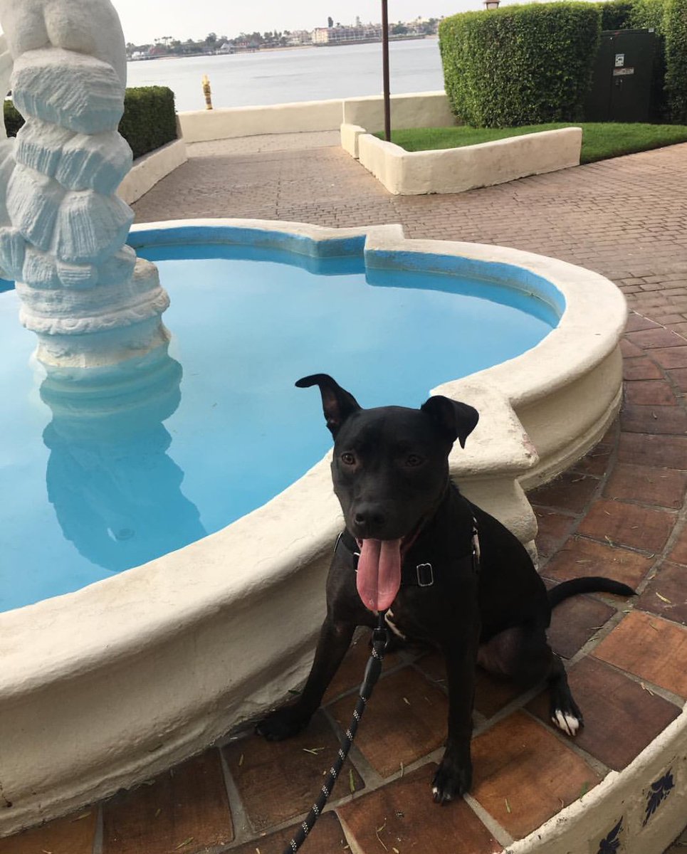 Sun's out, tongue's out 🐶 Four-legged friends are always welcome at #SeaportVillage #VisitSeaport 📸: @minimyerss