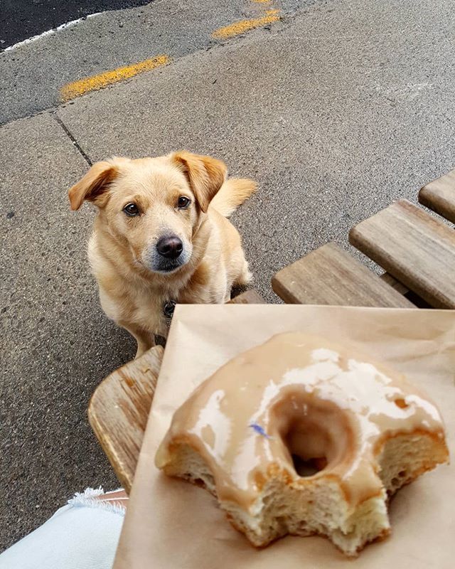 LennsAdventures's tweet photo. I go nuts for donuts. .
.
.
.
#adoptdontshop #donuts #rescue #rescuedog #dogstagram #dogsofinstagram #dog_features #dogbestpix #dogoftheday #dogsoftoronto #toronto #torontodogs #puppy https://t.co/89keytAt1b https://t.co/UdqhojbGps