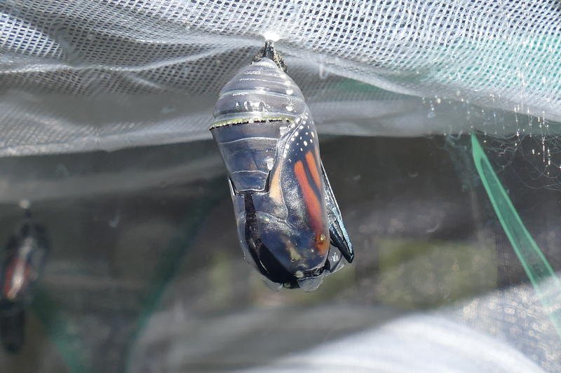 LISTEN: 'Butterfly Whisperer' Nurtures Monarchs From Milkweed To First Flight dlvr.it/QjmGKK https://t.co/7sDy8odLWa