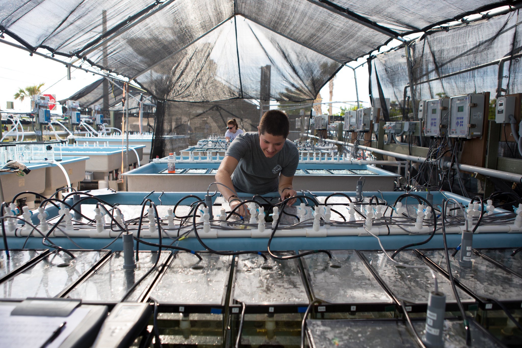 Mote Marine Lab on Twitter: "One year post-Irma, our Summerland Key