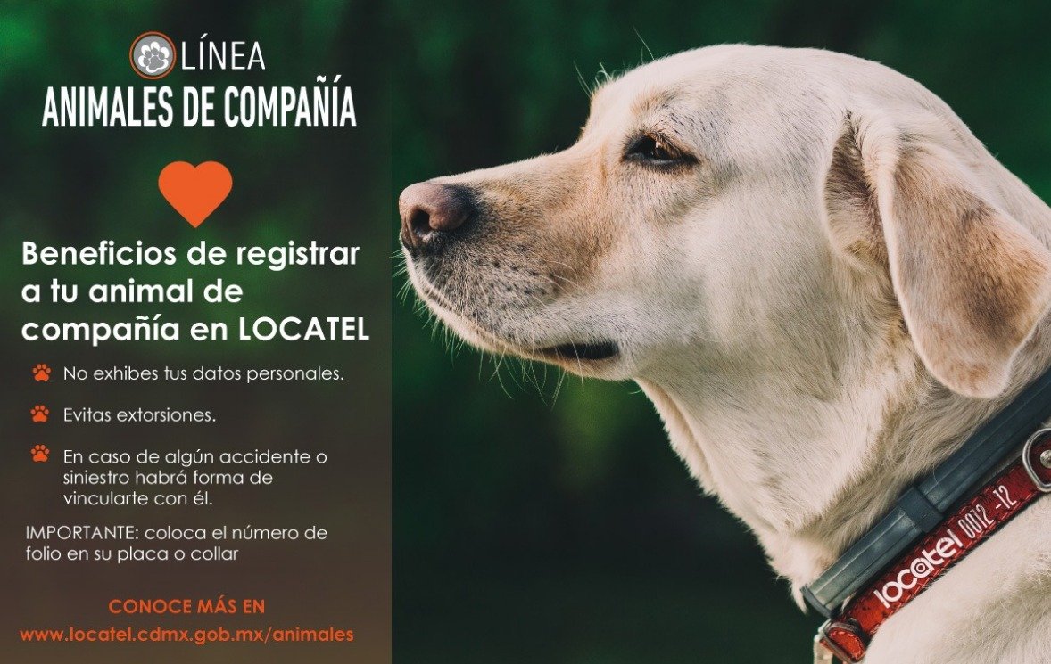 @locatel_mx tweet media