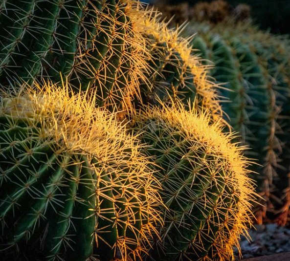 Cactus and sunsets, it’s all about the little things ☀️
📸: IG @mimiparisphotography 
bit.ly/2x48ixc