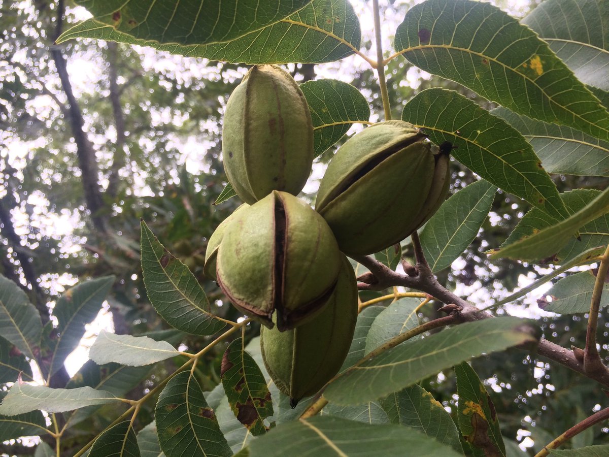 GHajovsky's tweet photo. Pecans starting to open! #tpga #texaspecans https://t.co/OH5NfQvsUX
