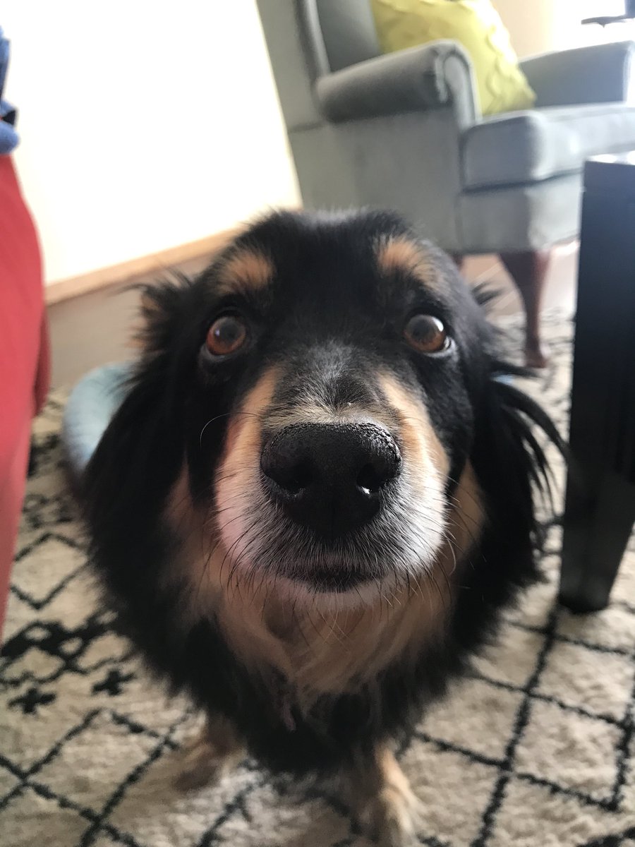 The dog sneezed on my feet so I wiped my feet on the dog.