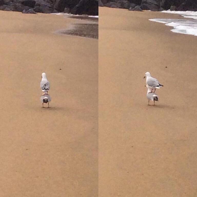 Kristen_Arnett's tweet photo. when you saw only one set of footprints,
it was then that i carried you https://t.co/axpWrGxCAJ
