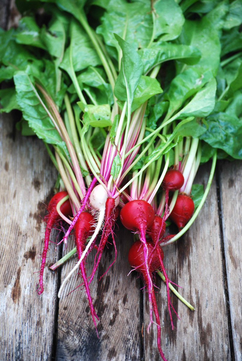 lorepatterson's tweet image. Thrilled, I licensed these two images today. Both for stock photo usage via my stock agent #stockphoto #agriculture #gardenphotography #stockphotography
#edibles #ediblegarden #Garden