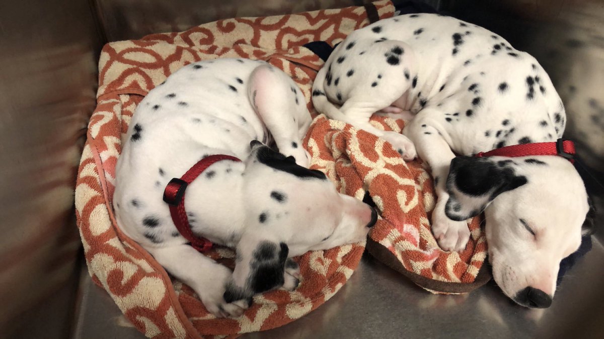 State Line Animal Hospital tweet media