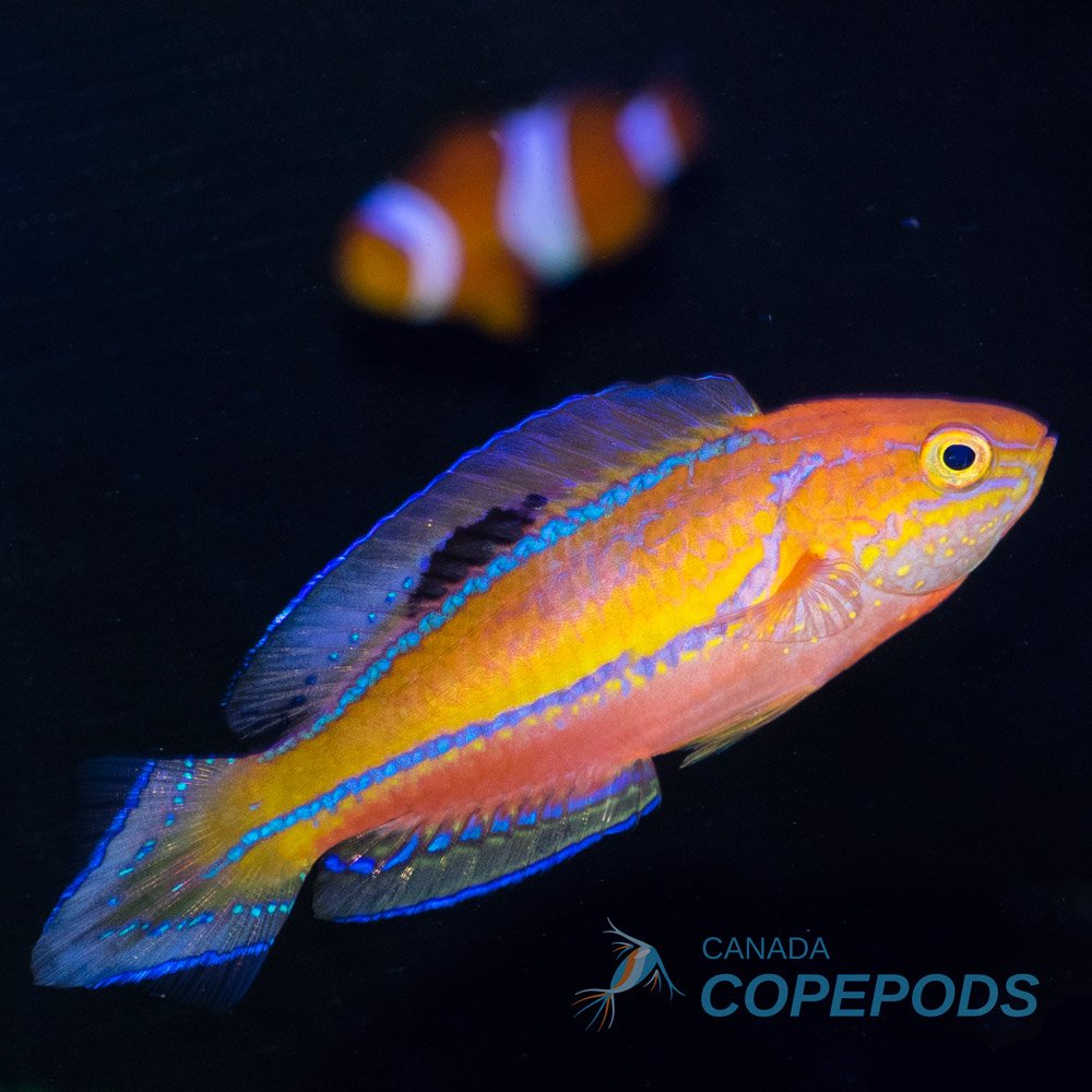 Create a tank that feeds and cleans itself with live Zooplankton and high concentration Phytoplankton.
Treat your reef- and yourself- today!
#Copepods #Rotifers #Phytoplankton #ReefLove