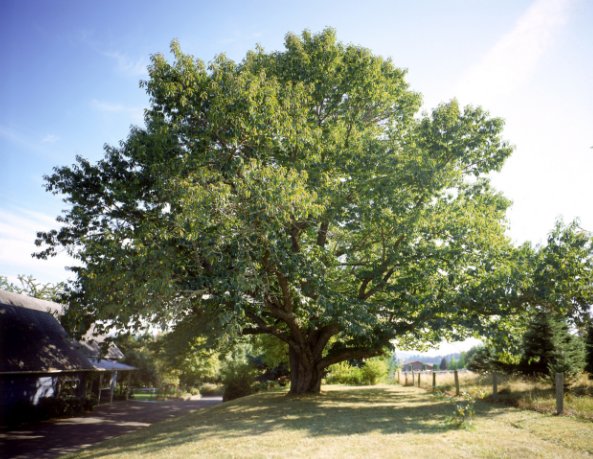 DaveyTree's tweet image. Researchers have created genetically modified, blight resistant chestnut trees, according to @sciencemagazine. They plan to ask U.S. regulators for permission to breed these trees with non-engineered relatives and plant them in forests. ow.ly/YMz530lJ7dR #chestnuttrees
