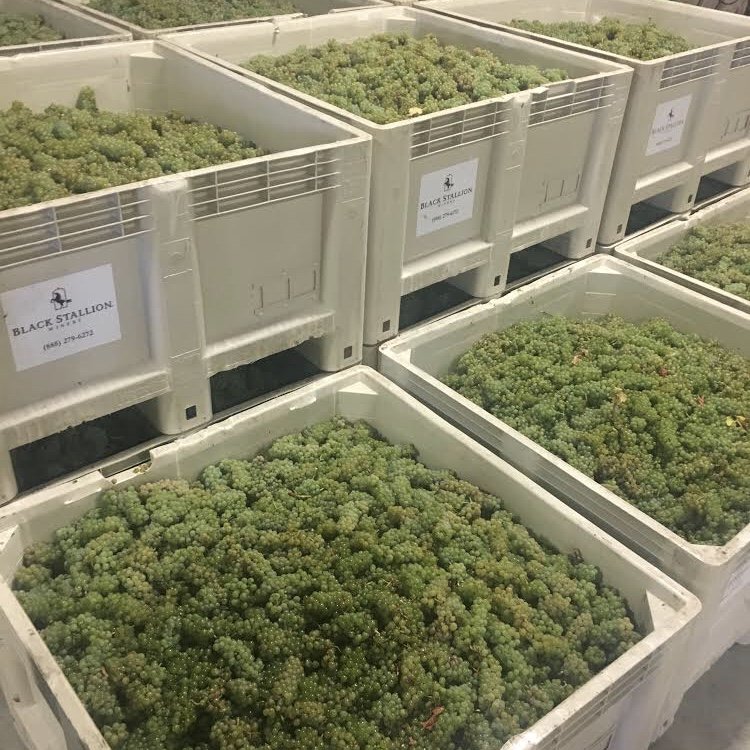 It's finally time! We've officially kicked off #Harvest2018 by bringing in our #NapaValley #SauvignonBlanc. What are you most excited for?  #blackstallionwinery
