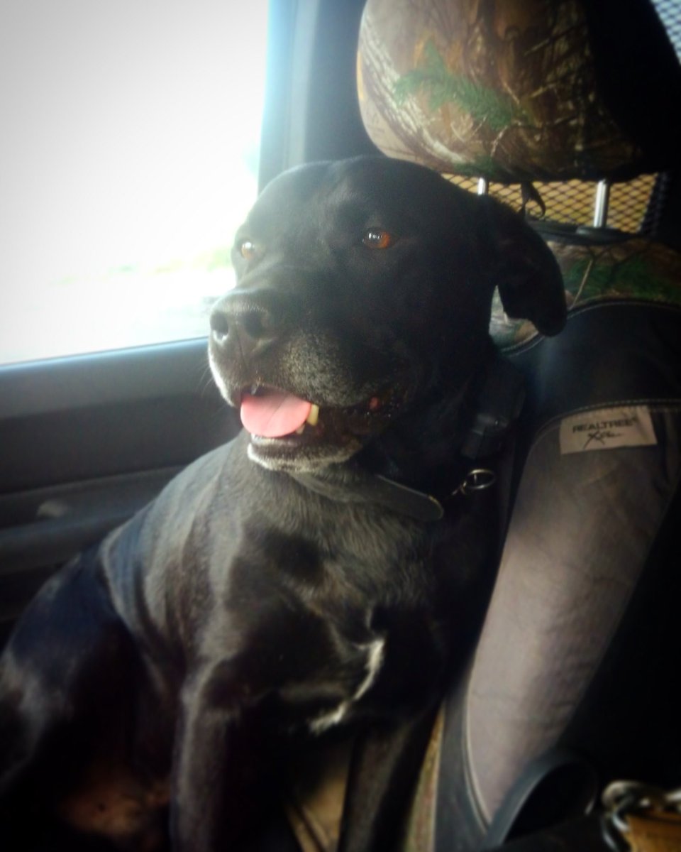 FriendsofBCSK9's tweet image. K9 Buster would like to wish everyone a happy Monday! Did you get your tickets yet for our annual fundraiser on 9/28 in Longmont at the Tasty Weasel? If not please visit us at bcsk9.org click on the menu button,click on the store button to get yours today &amp;amp; save $5