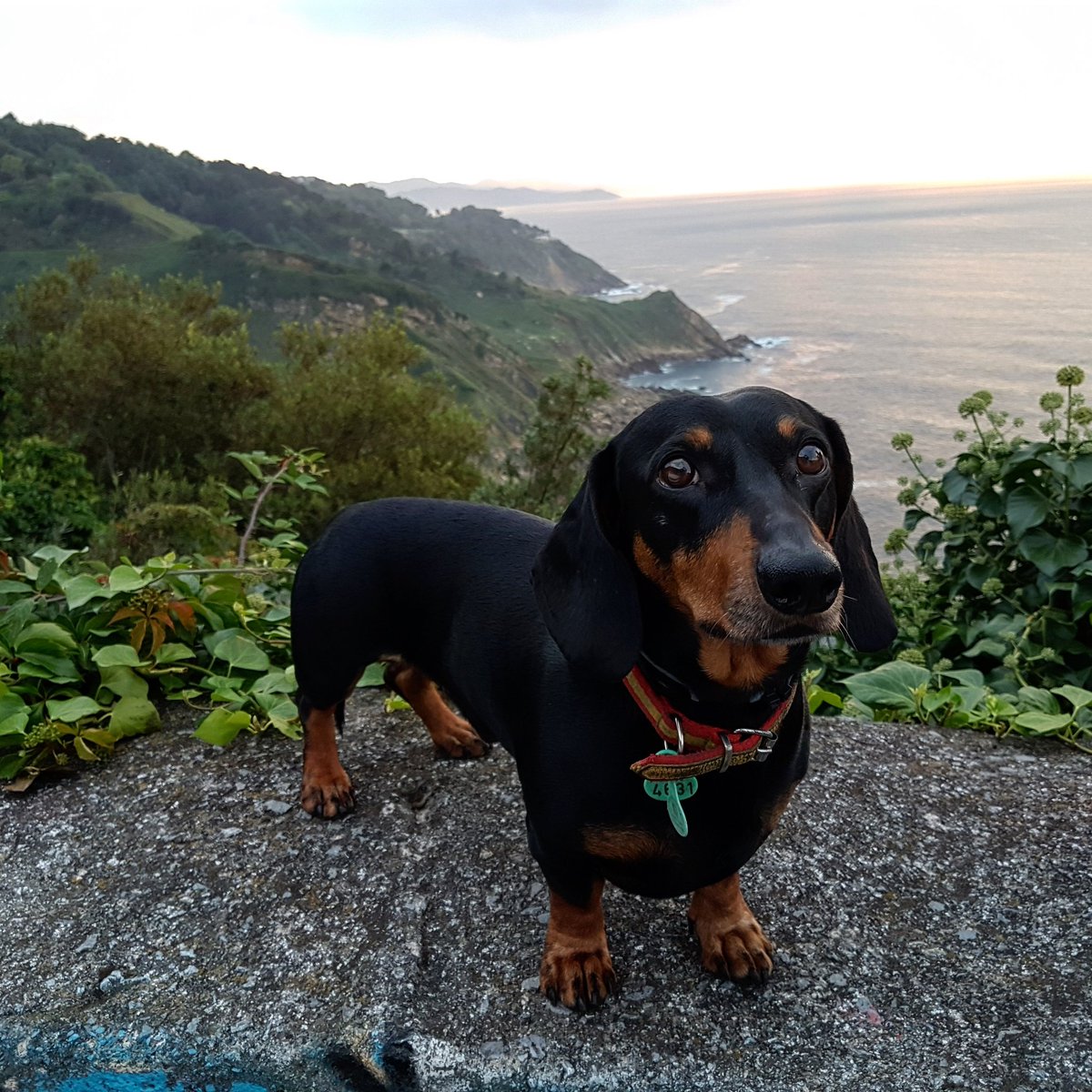 teckelazos's tweet photo. Enjoy the views...
#Rommel #Donosti #SanSebastian #Spain #beautiful #views #landscape #ocean #sea #dog #dachshund #dachshundlove #wienerdog #sausagedog #teckel #eyes #sky #wow #woof #woofwoof https://t.co/bxKY3Sp4m0