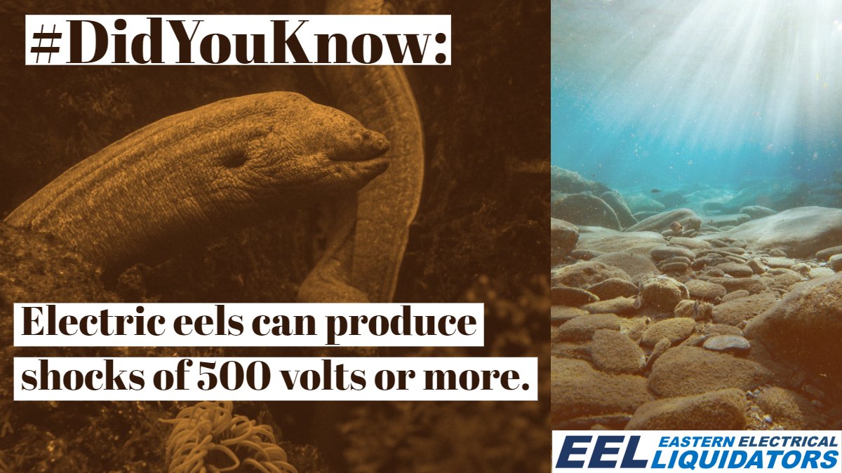 #DidYouKnow: Electric eels can produce shocks of 500 volts or more. #FunFact