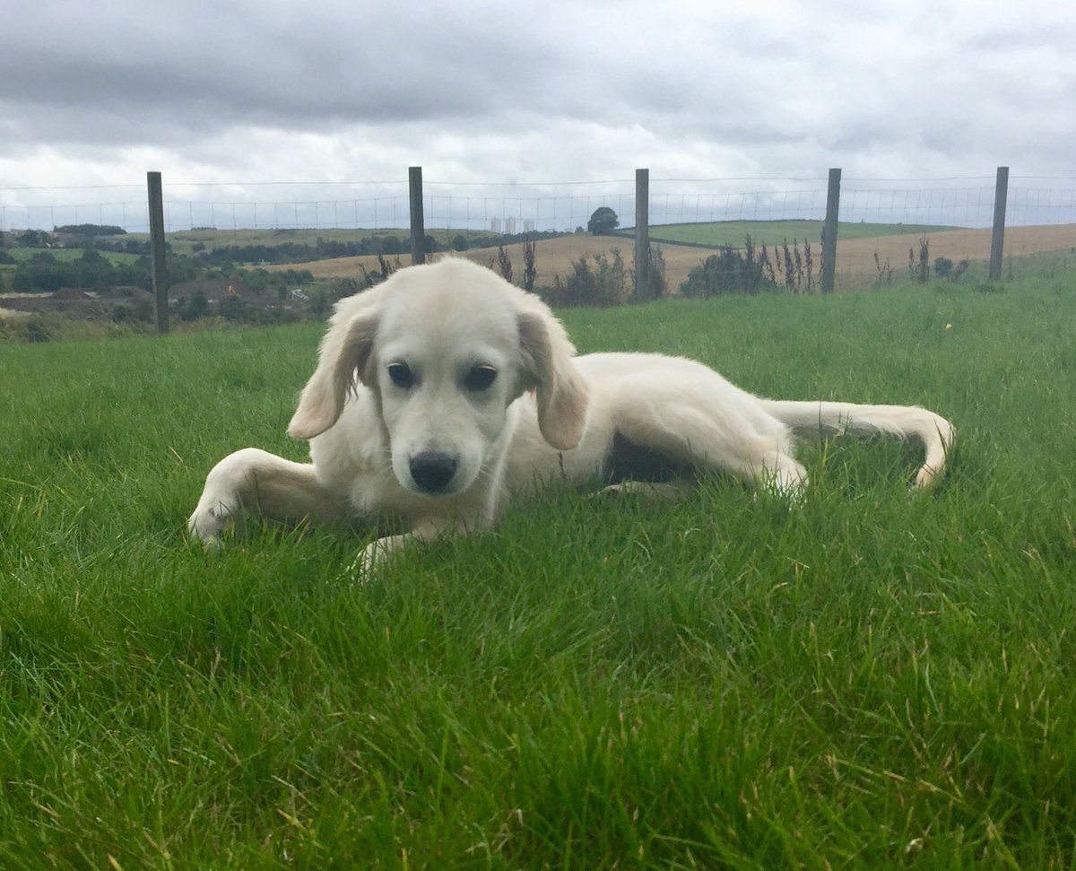 DogClubEvolve's tweet photo. Puppy time😍
#doghomeboarding #dogclub 
#dogwalkerglasgow #doggiedaycare #cutepuppy https://t.co/Ez5N0hGzVp