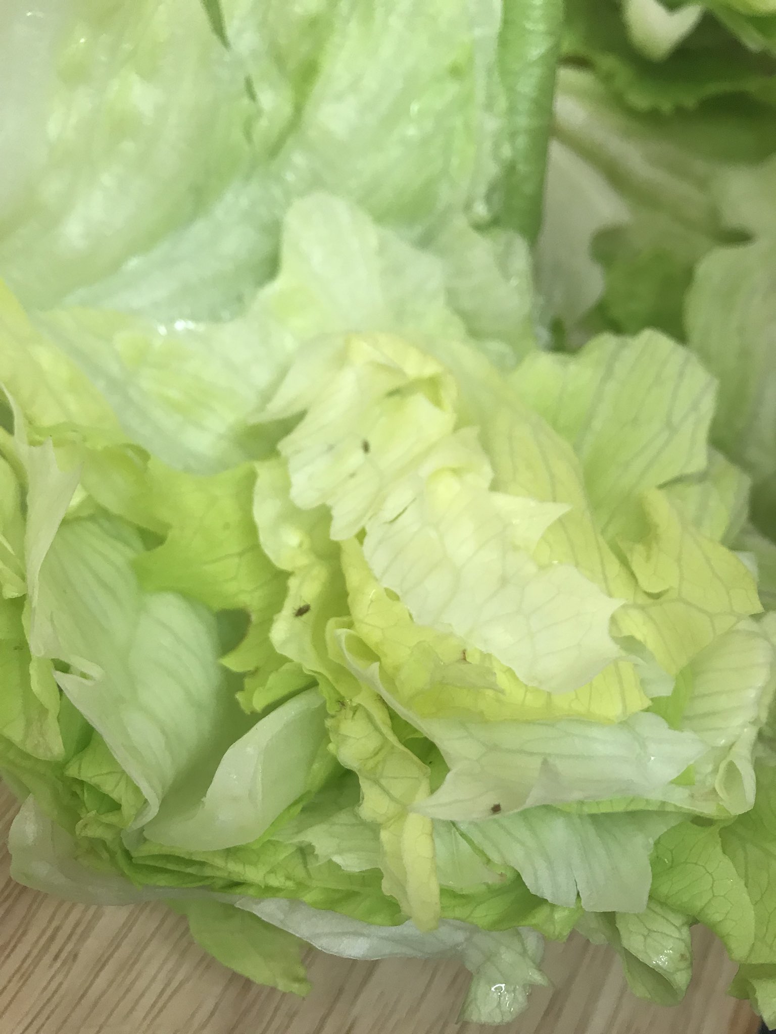 H on Twitter "Absolutely disgusted... cut into my iceberg lettuce only
