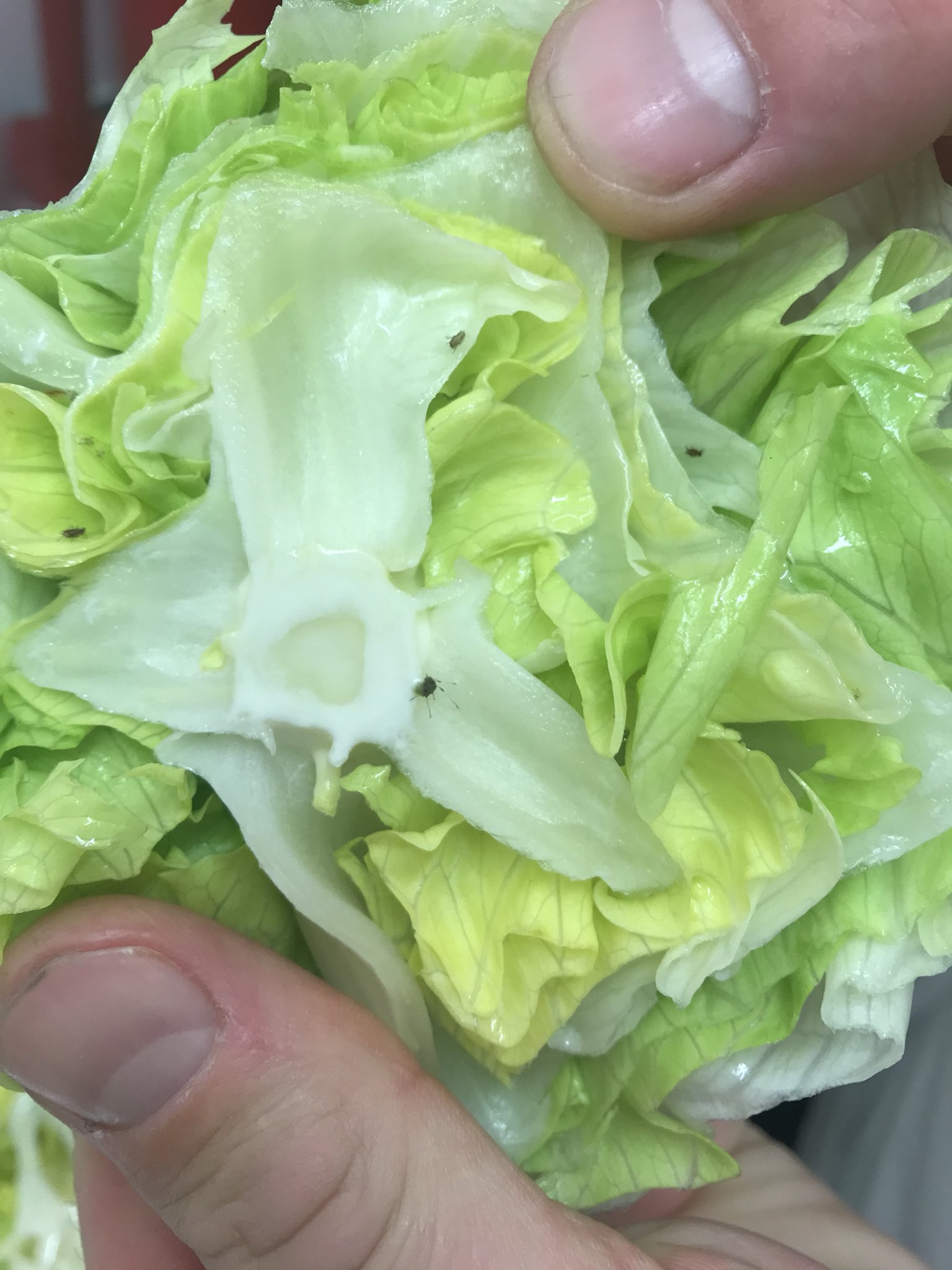 H on Twitter "Absolutely disgusted... cut into my iceberg lettuce only