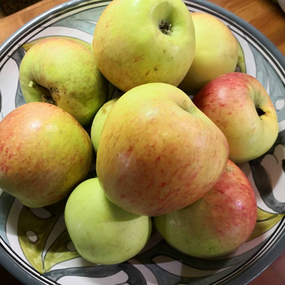 CEuk_intl's tweet photo. Apples apples apples! #harvesting at the neighbours #orchard already! #apples #CharlesRoss #Bramleys #PrepareForPruning #Trojan #Pruning #Tools #YouveSeenItNowSawWithIt https://t.co/qTE7VRDh9n