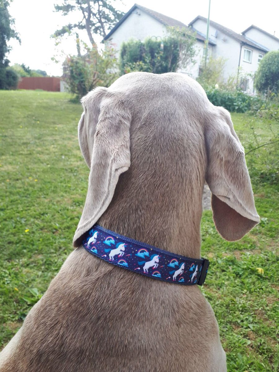 MaddyPaws1's tweet photo. The legendary and enchanting Unicorn, what could be better than one of these unique Dog Collars💕
https://t.co/1HXwzI5idi  #handmadewithlove #dogcollars #weimaraners https://t.co/mpoLvji84J