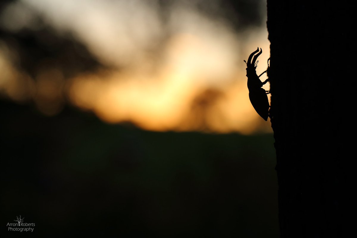 Sorry for the lack of posts recently! Here’s a stag beetle I found close to home. 
They spend up to 7 years underground as larvae, feeding on dead wood. They finally emerge as adults from mid-May, only to survive the summer months
 #insects #beetles @wildlife_uk <a href="/iNatureUK/">iNatureUK</a>