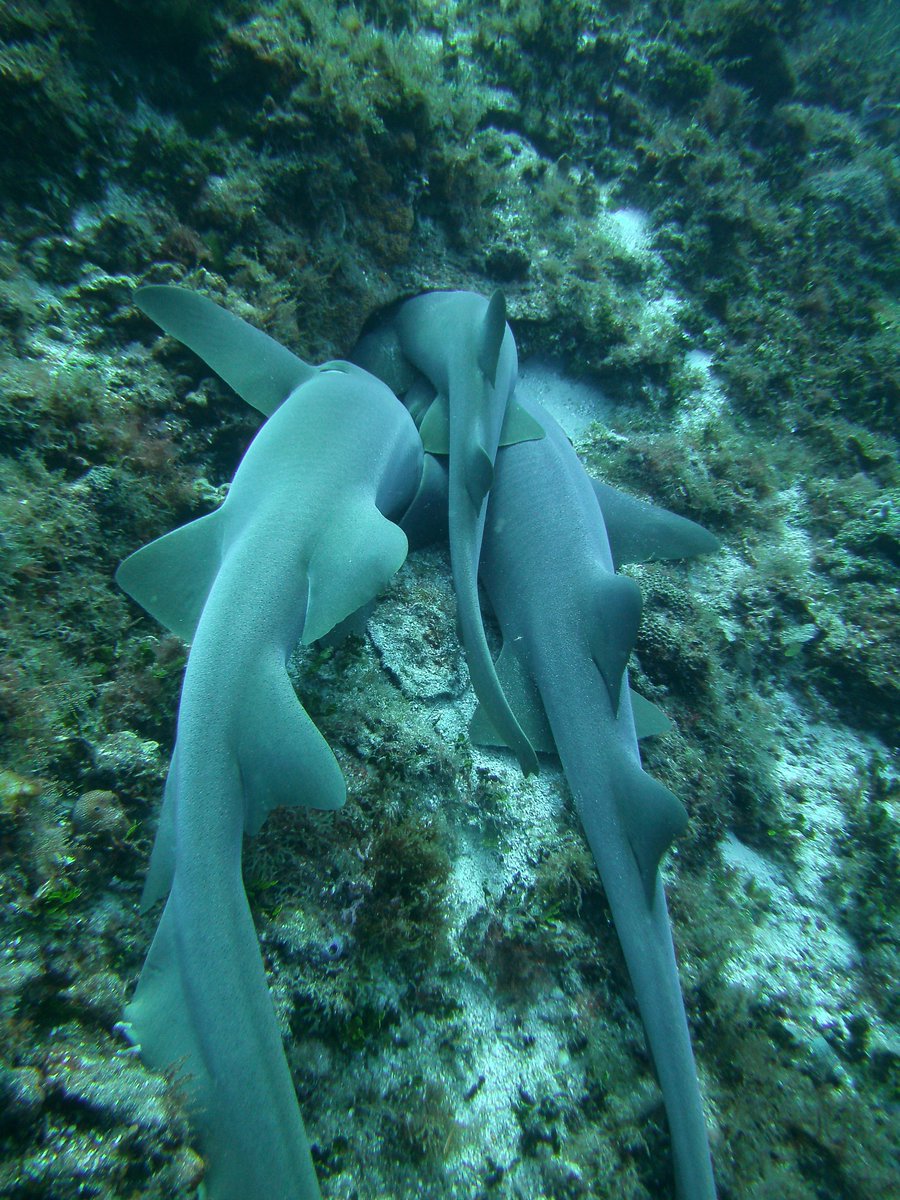 diveaai's tweet photo. #DidYouKnow on some #sharks you can tell how old it is by counting the rings on its vertebra? #whoknew #howoldisyourshark #scubadivng #awareweek2018 #scuba #sharkweek
#NOAA #therealsharkweek #sharksandrays https://t.co/3Dwu4OuY1H https://t.co/7nWchDHKoU