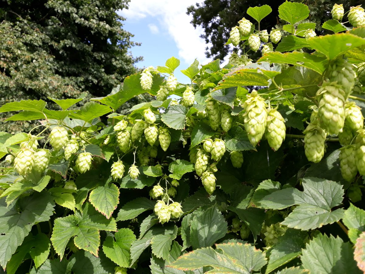 Ballykilcavan's tweet photo. We're running our hop picking day again on Sunday 7th October. If you'd like to come and pick hops for a couple of hours, followed by a bbq, beers and a brewery tour, please add your name to the list at https://t.co/pZ0eGOhfVB. We'll draw 25 names out of the hat next week. https://t.co/fx9MZFyX1Z
