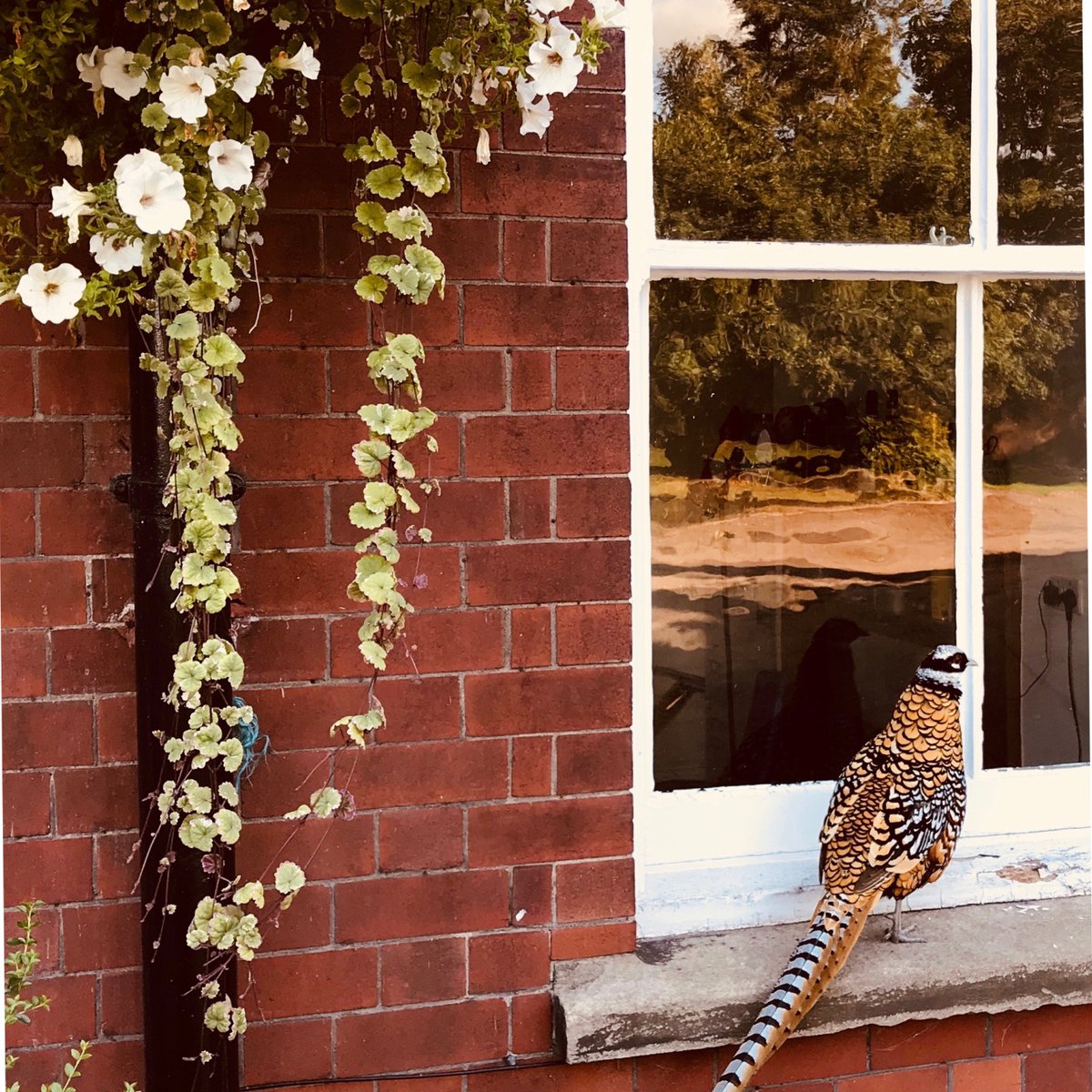 ‘Fez’ in his usual spot #Reevespheasant# #wildbirdsofinstagram #shropshiregame #ternhillhall #ternhillhallgarden #shropshire #shropshireweddings #shropshirewildlife #exclusiveusevenue