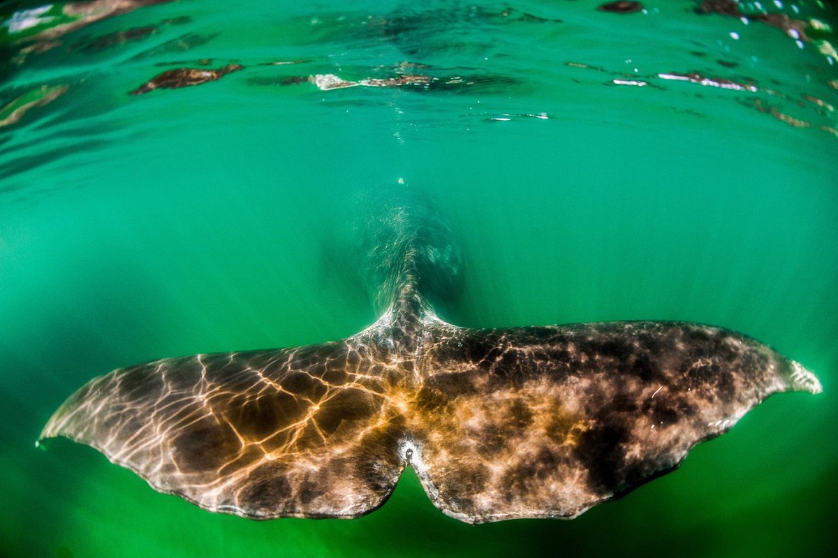 Una ballena boreal (Balaena mysticetus) nadando en la bahía de Vrangel, islas Shantar, Rusia (Yuri Smityuk, 2018)