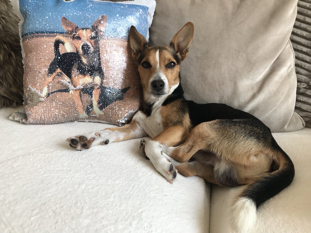 JackJackJRT's tweet photo. Loving ❤️ our 🐶👩🏼 new cushion🖼 #sequin #sequins #sequincushion #magic #magicsequins #personalizedcushion #present #gift #prefectpresent #prezzie #lovelyfriend #dog #thoughfulgift #jackrussell #jackrussellterrier #jackrussellcross #crossbreed #dogofinstagram #dogsofinstagram https://t.co/qFcDe06Li6