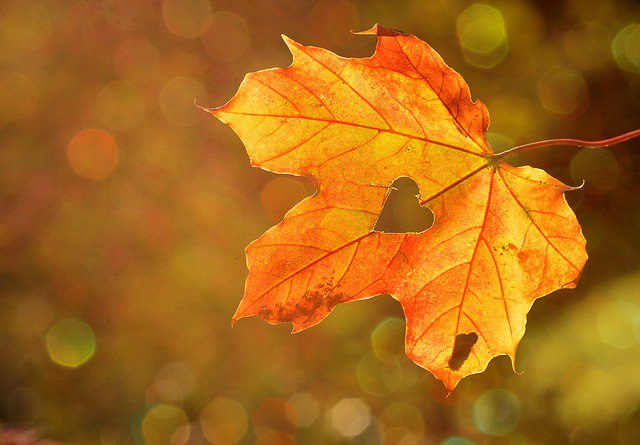purpleinkcafe's tweet photo. "I saw old Autumn in the misty morn stand shadowless like silence, listening to silence." -  Thomas Hood  https://t.co/48wpaXCZBh https://t.co/jZAhhGXO3Q
