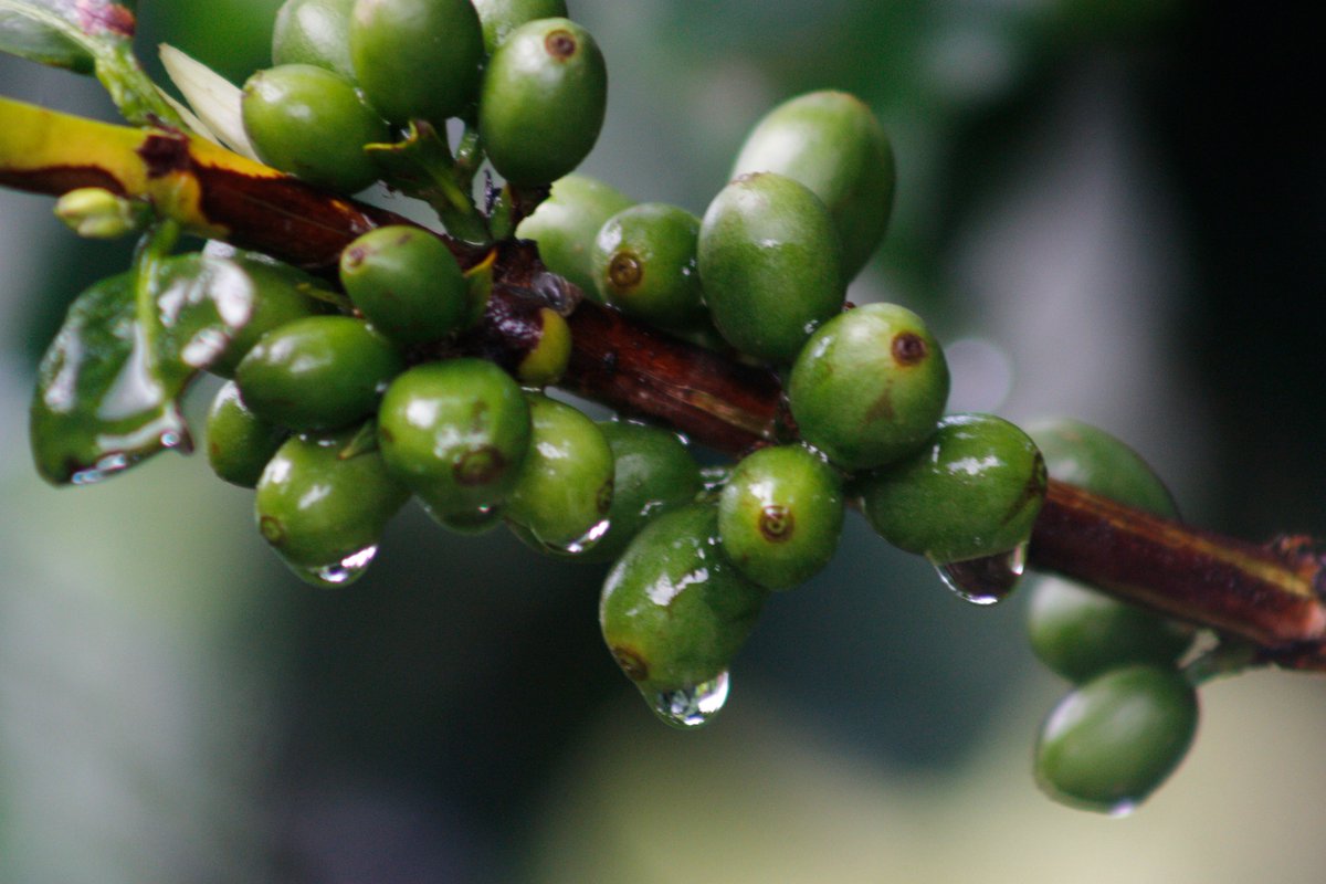XHNews's tweet photo. El Salvador bets on premium coffee exports as the industry recovers from rust https://t.co/rsrTgbat2A https://t.co/amBFGDLiZZ