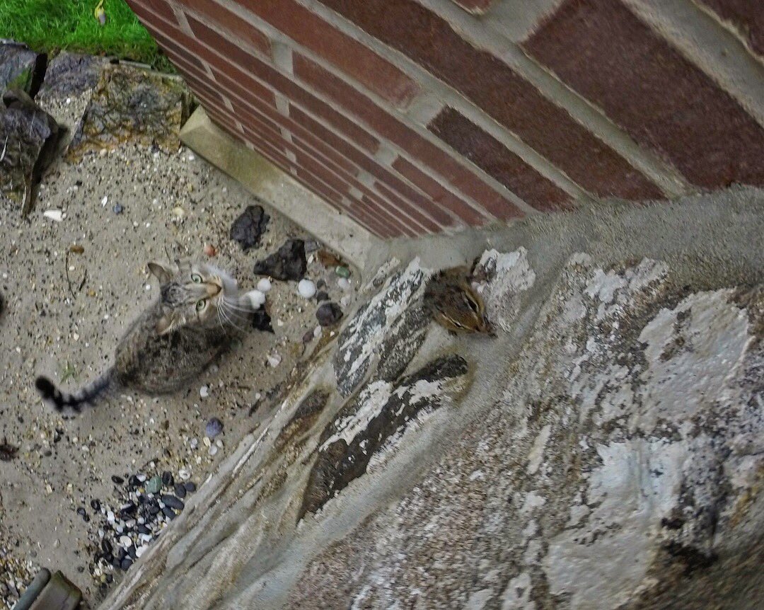 dolostone's tweet photo. I don’t know who was more challenging to dry off but the weather didn’t stop Chippy the Chipmunk &amp; Rey the Kitten from playing today. Wet kitten + wet chippy = where are those apple scented air fresheners? #catchandrelease #chippythechipmunk #reythekitten #catdad https://t.co/LtnyczMpcE