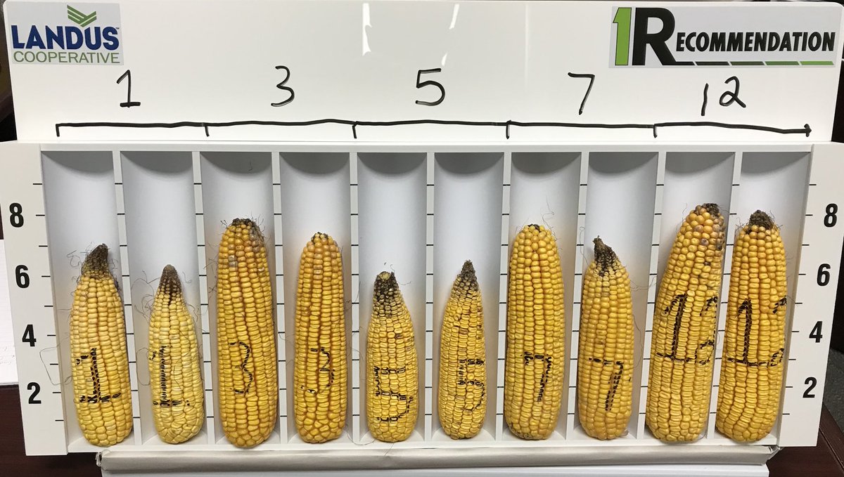 1R Zone management continues to demonstrate its accuracy.  Pushing yields past 300 bushel will require #precisonag on every acre to maximize nutrient efficiency and profitability @FieldReveal @LandusCoop #dogreatthings