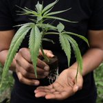 Image for the Tweet beginning: Scientists Explore How Cannabis May