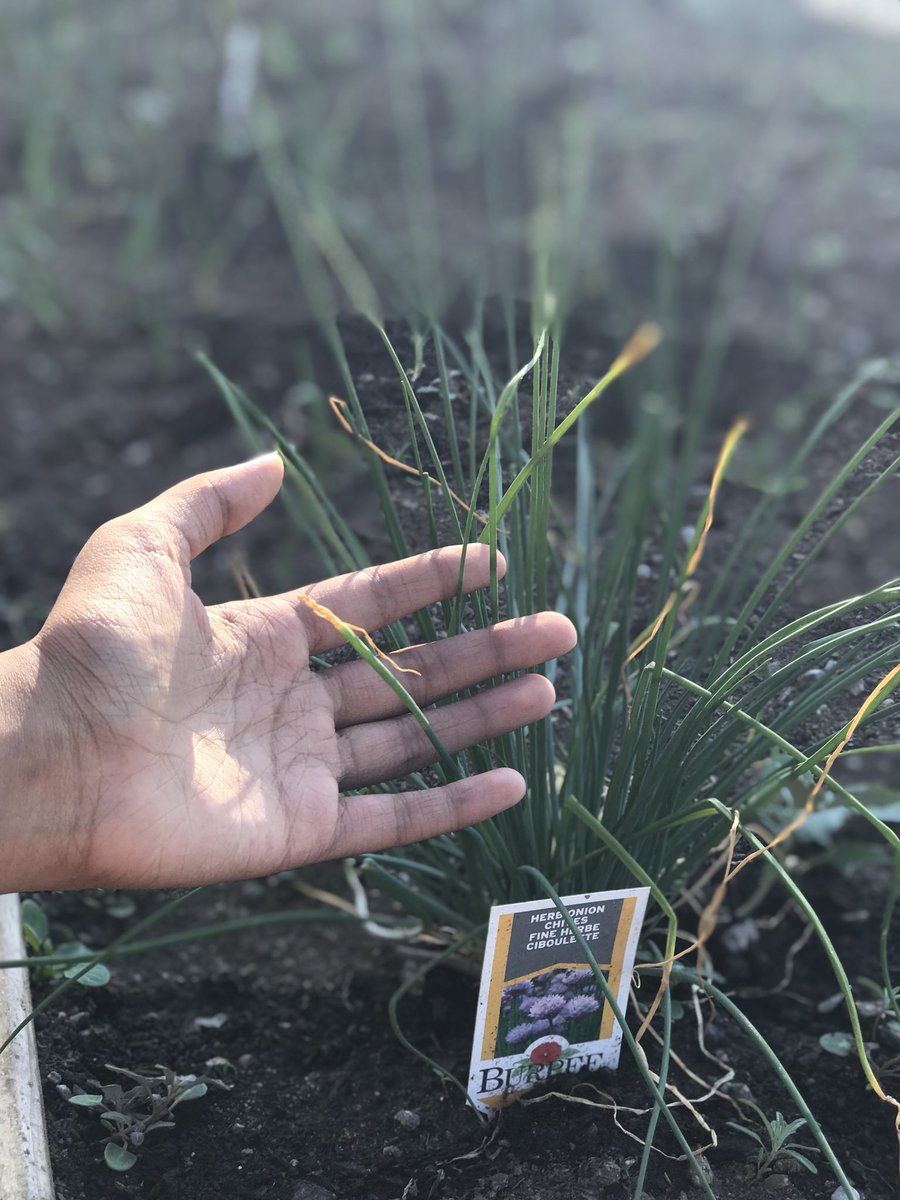 Hey @SBAtoday we wanted to show you all the progress we made with our school’s garden since April of this year! Here are some of the photos taken during the summer months ☀️