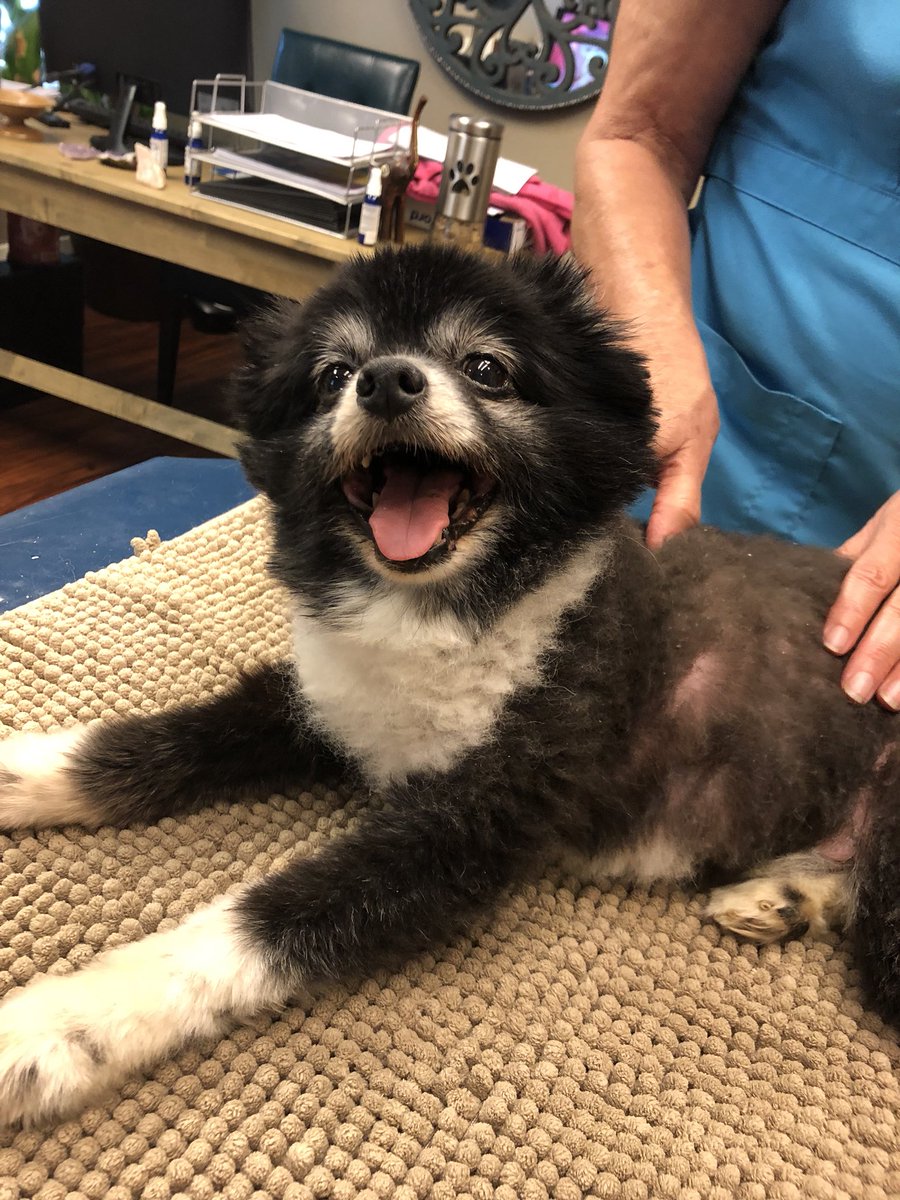 State Line Animal Hospital tweet media