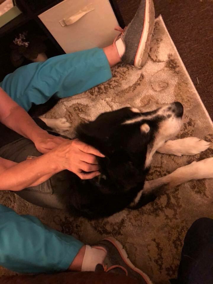 State Line Animal Hospital tweet media