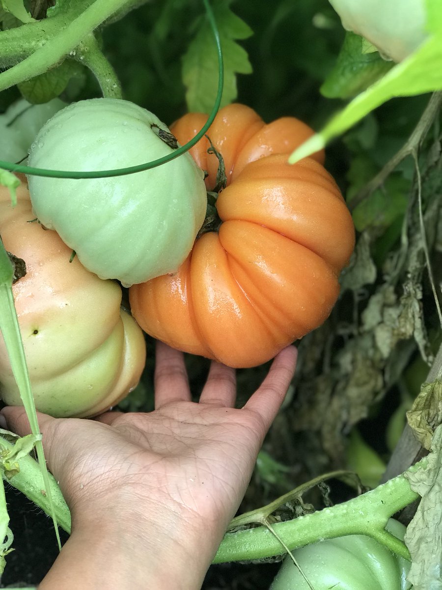 SBAEcoClub's tweet photo. Picking the produce from @SBAtoday ‘s school garden! The vegetables and herbs look so delicious 😋 https://t.co/Xx8Pt3nfIM