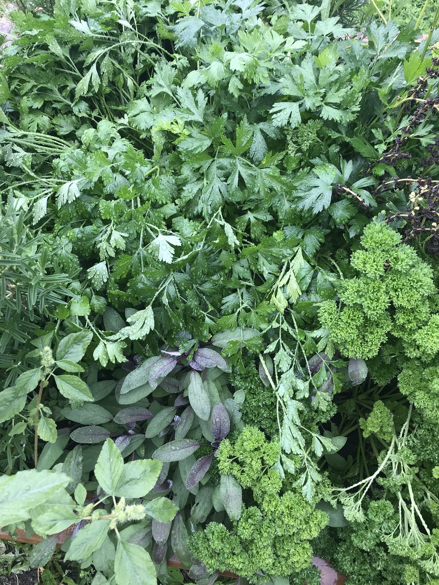 Picking the produce from @SBAtoday ‘s school garden! The vegetables and herbs look so delicious 😋