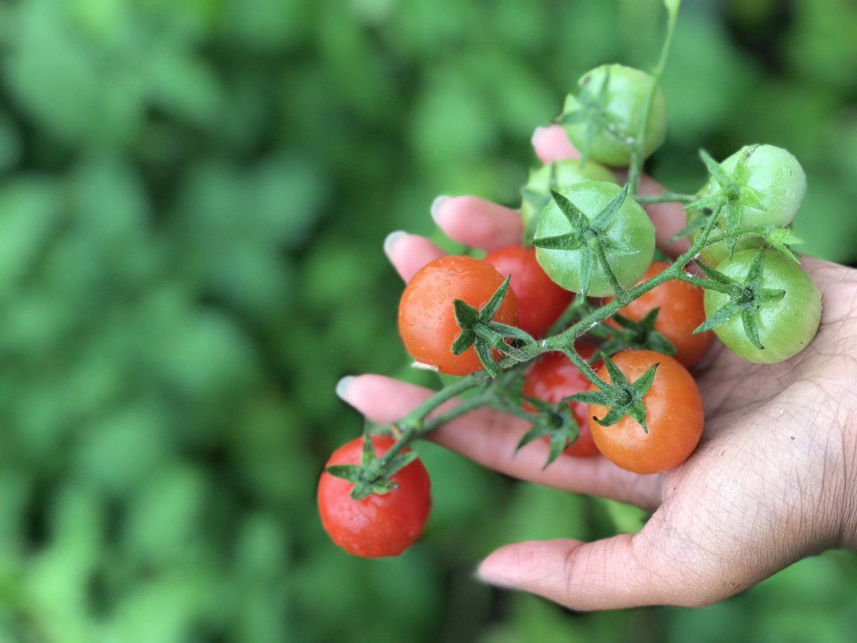 SBAEcoClub's tweet photo. Picking the produce from @SBAtoday ‘s school garden! The vegetables and herbs look so delicious 😋 https://t.co/Xx8Pt3nfIM