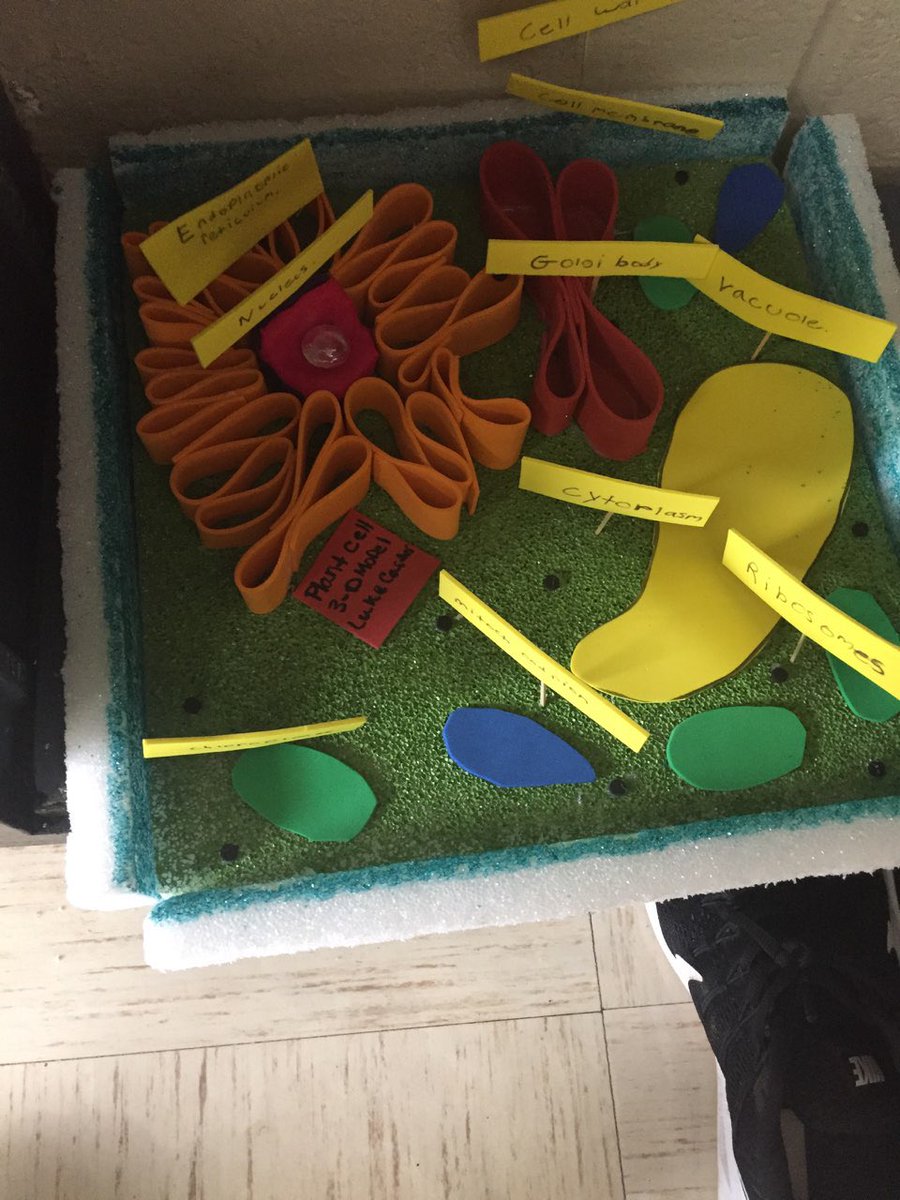 carrieschle's tweet photo. So proud of the students in Ms. Burgess’ special ed Science class at CPHS for these awesome plant and animal cell 3D models! #EdSandite #SpedSandite #SanditeHero https://t.co/wVaOpRCVyg