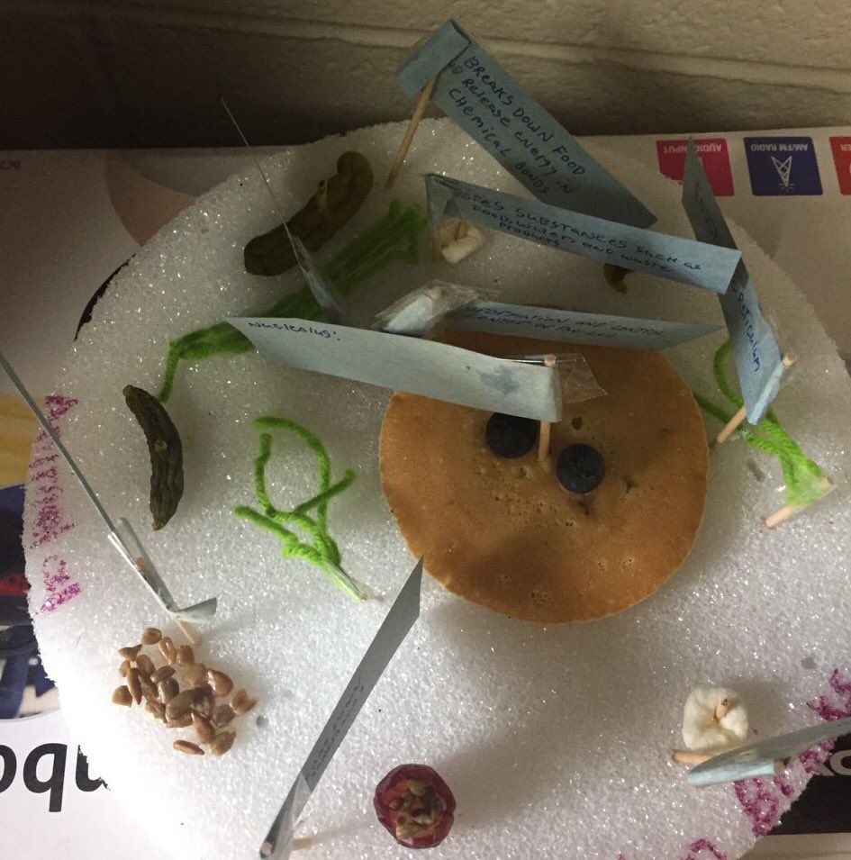 carrieschle's tweet photo. So proud of the students in Ms. Burgess’ special ed Science class at CPHS for these awesome plant and animal cell 3D models! #EdSandite #SpedSandite #SanditeHero https://t.co/wVaOpRCVyg