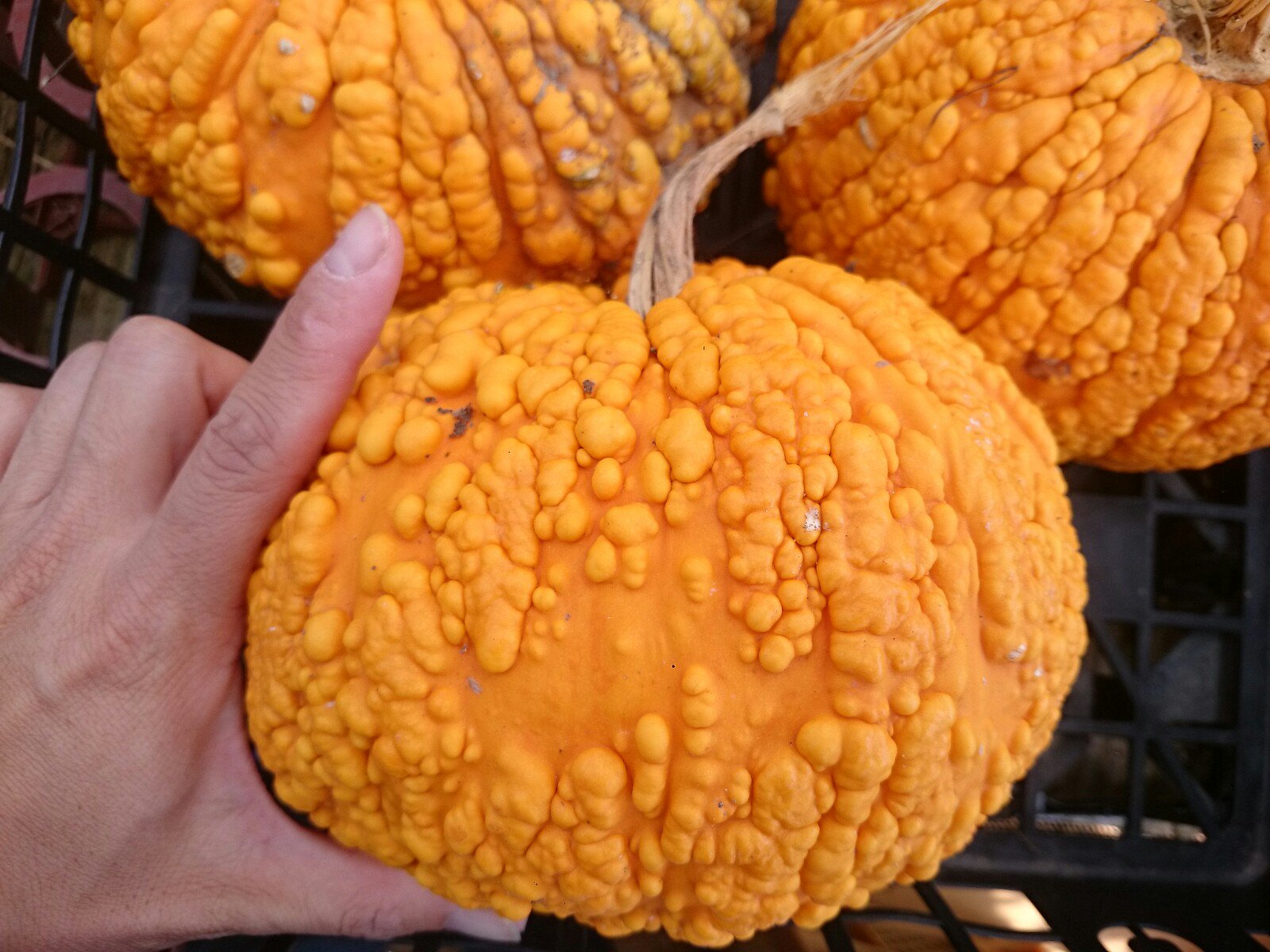 かぼちゃ 人気の阿寒産のかぼちゃ🎃 今が美味しい土付き長芋、青果